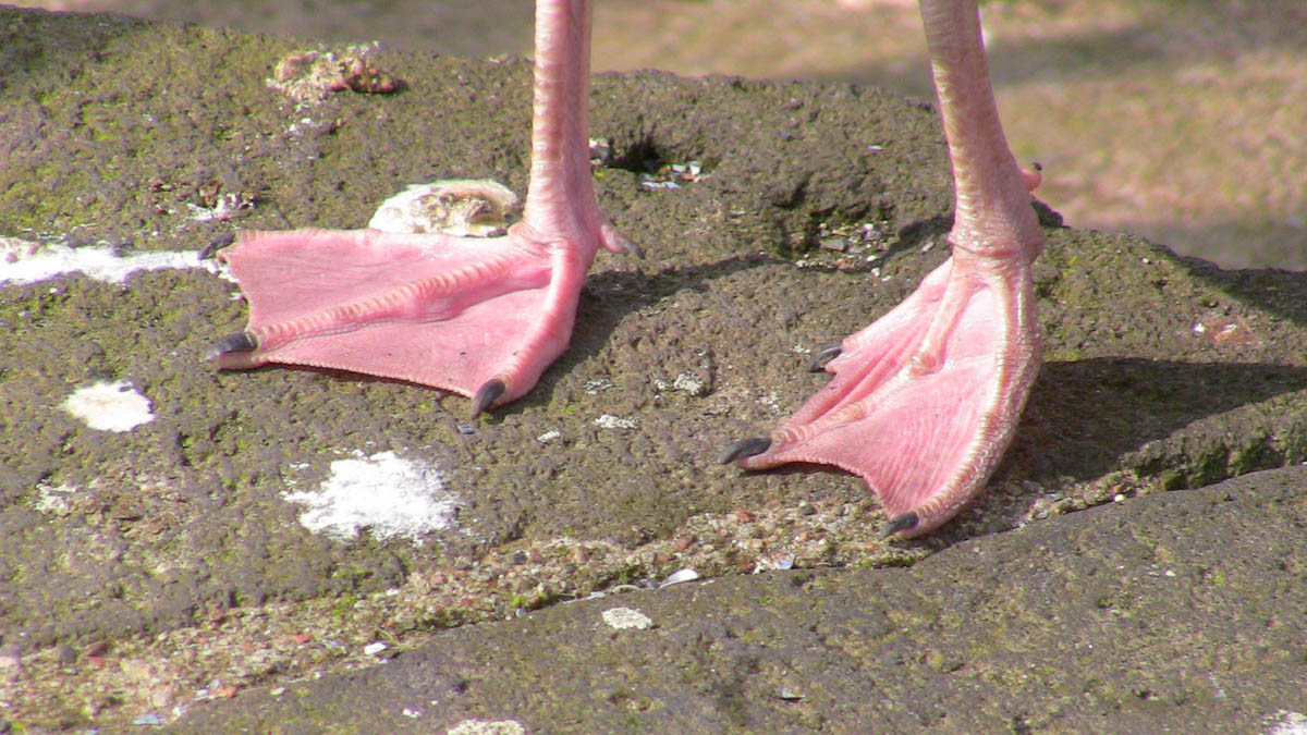 Seagull Feet
