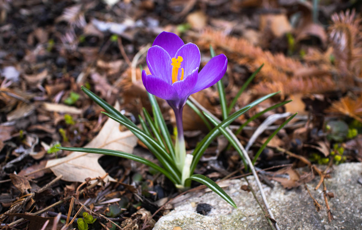 Flower Photo Demonstrating Depth of Field